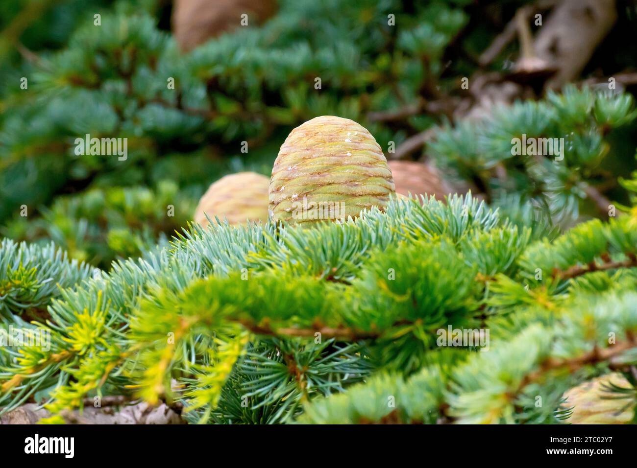 Cedro del Libano (cedrus libani), primo piano che mostra un cono immaturo in posizione eretta su un ramo dell'albero introdotto. Foto Stock