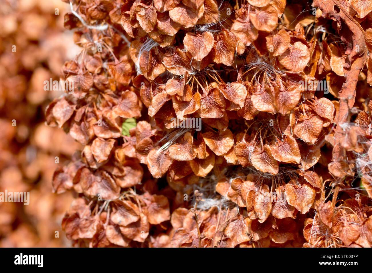 Curled Dock (rumex crispus), primo piano che mostra un'ampia massa di baccelli di semi bruni maturi o frutti del comune fiore selvatico o erba infestante. Foto Stock