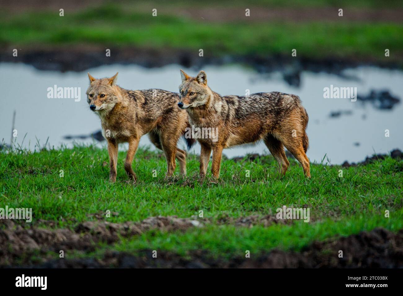 Sciacallo dorato (Canis aureus) coppia di sciacalli Foto Stock