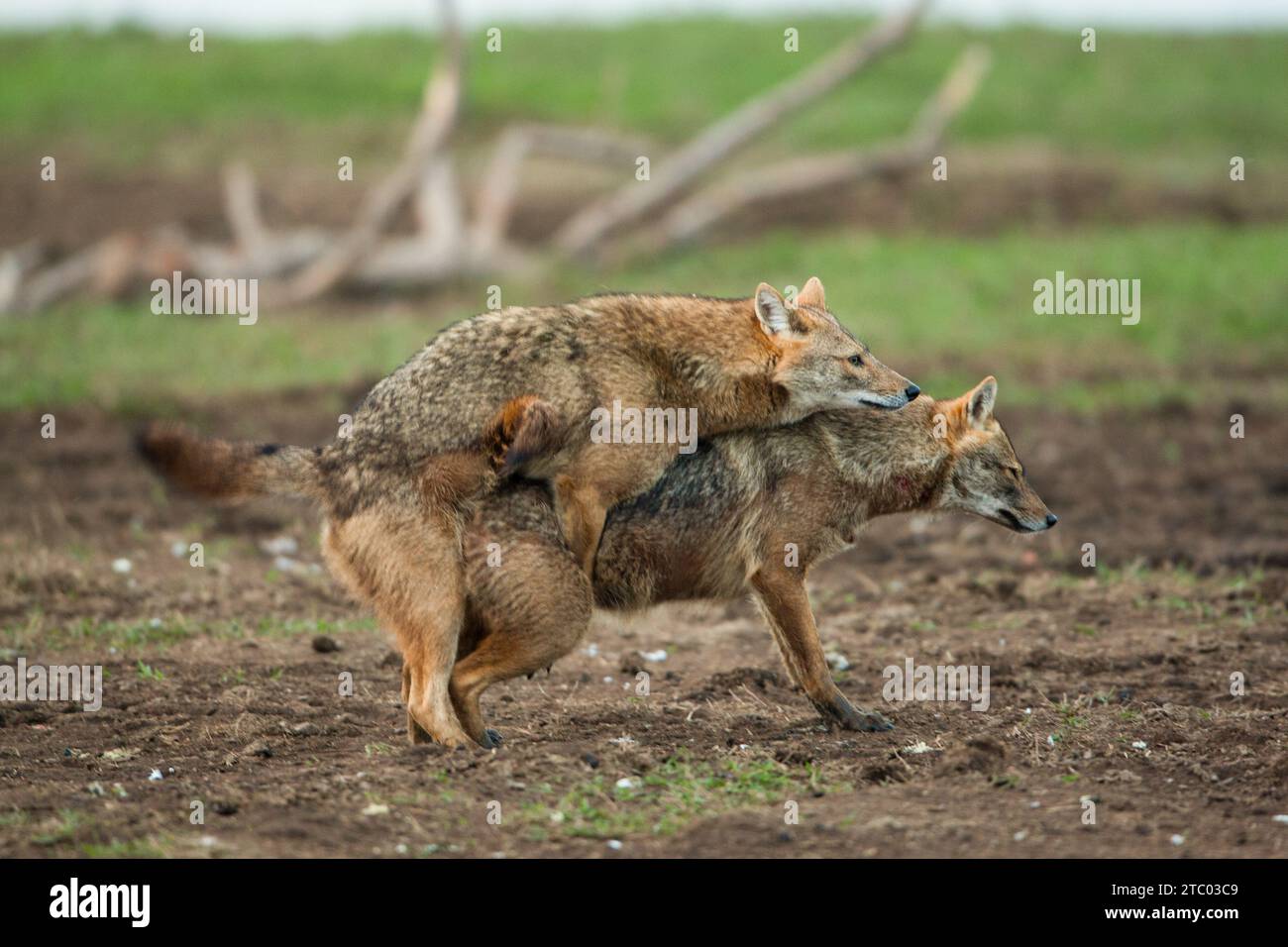 Sciacallo dorato (Canis aureus) coppia di sciacalli accoppiati Foto Stock
