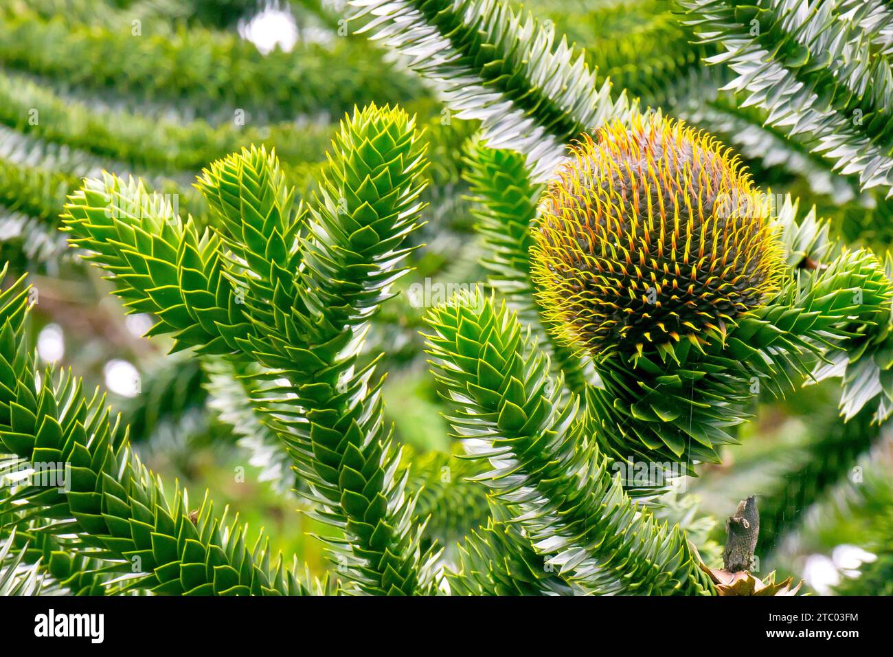 Scimmia Puzzle o pino cileno (araucaria araucana), da vicino mostrando le foglie dell'albero e un grande cono femminile che si sviluppa sui rami superiori. Foto Stock