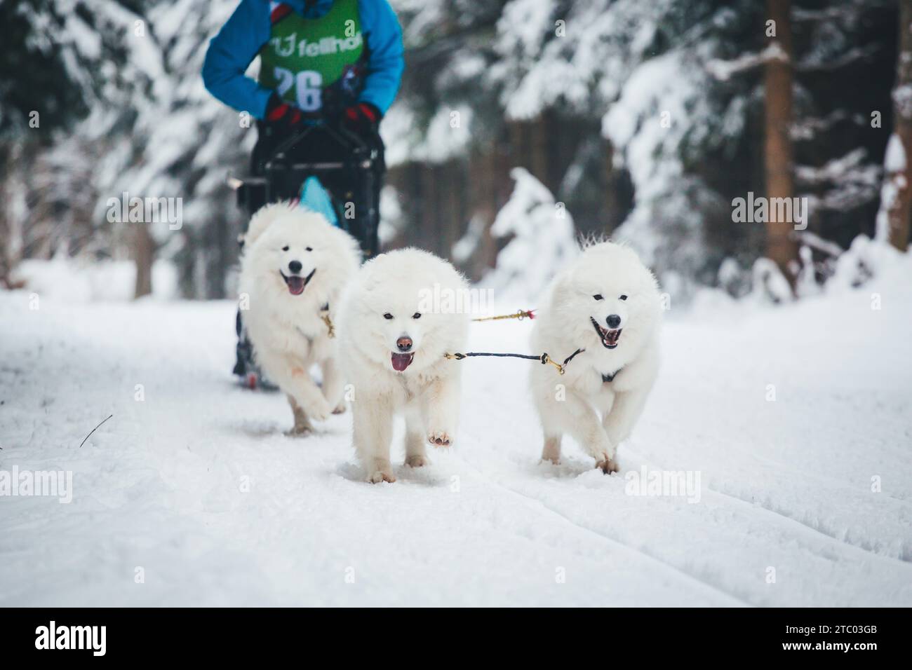 Corse di cani da slitta con Samoyeds. Ottenschlag, Waldviertel, Austria Foto Stock