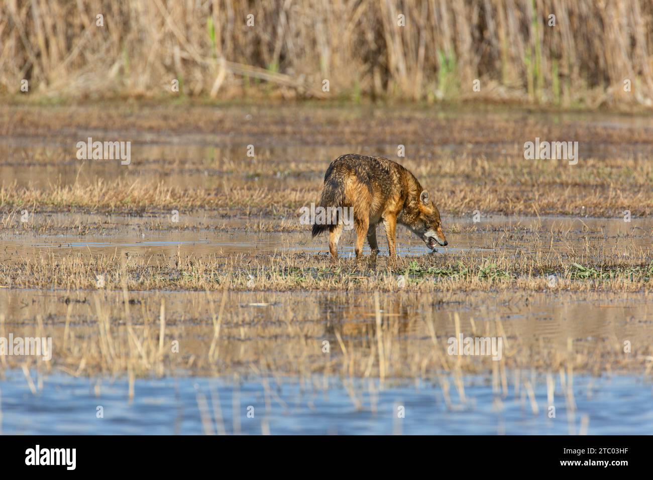 Sciacallo dorato (Canis aureus) acqua potabile Foto Stock
