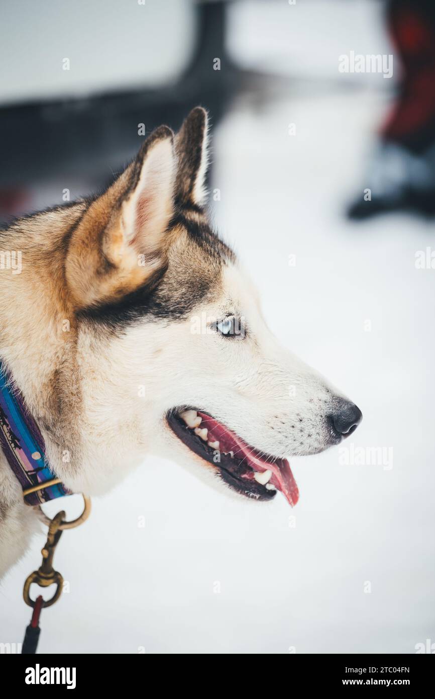 Siberian Husky alla puntata Foto Stock