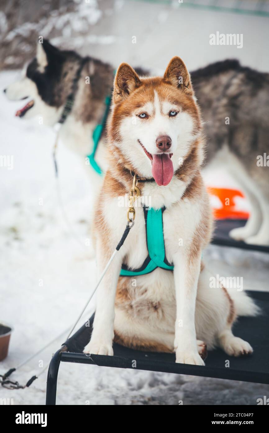 Siberian Husky alla puntata Foto Stock