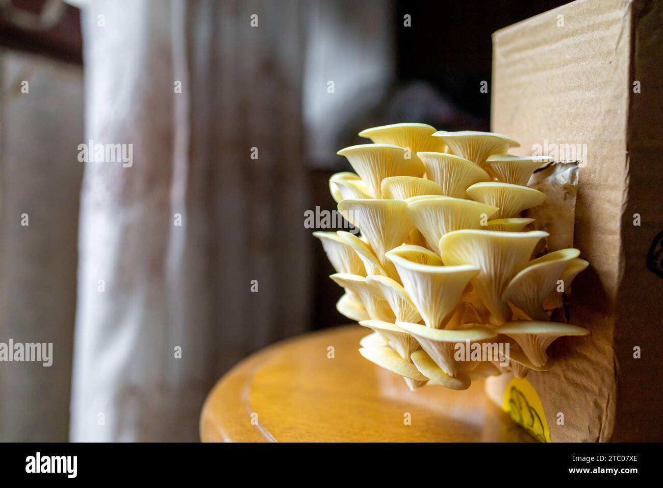 Fungo di ostrica giallo dorato, coltivazione casalinga. Copia spazio Foto Stock