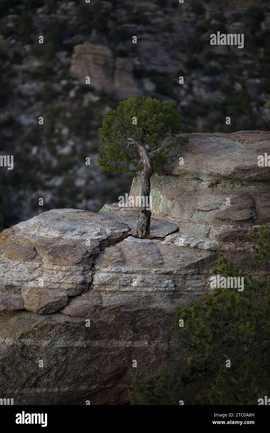 Il pittoresco albero cresce dalle scogliere di Windy Point sul Monte Lemmon, un'isola cielo dell'Arizona nella catena montuosa Catalina di Tucson Foto Stock