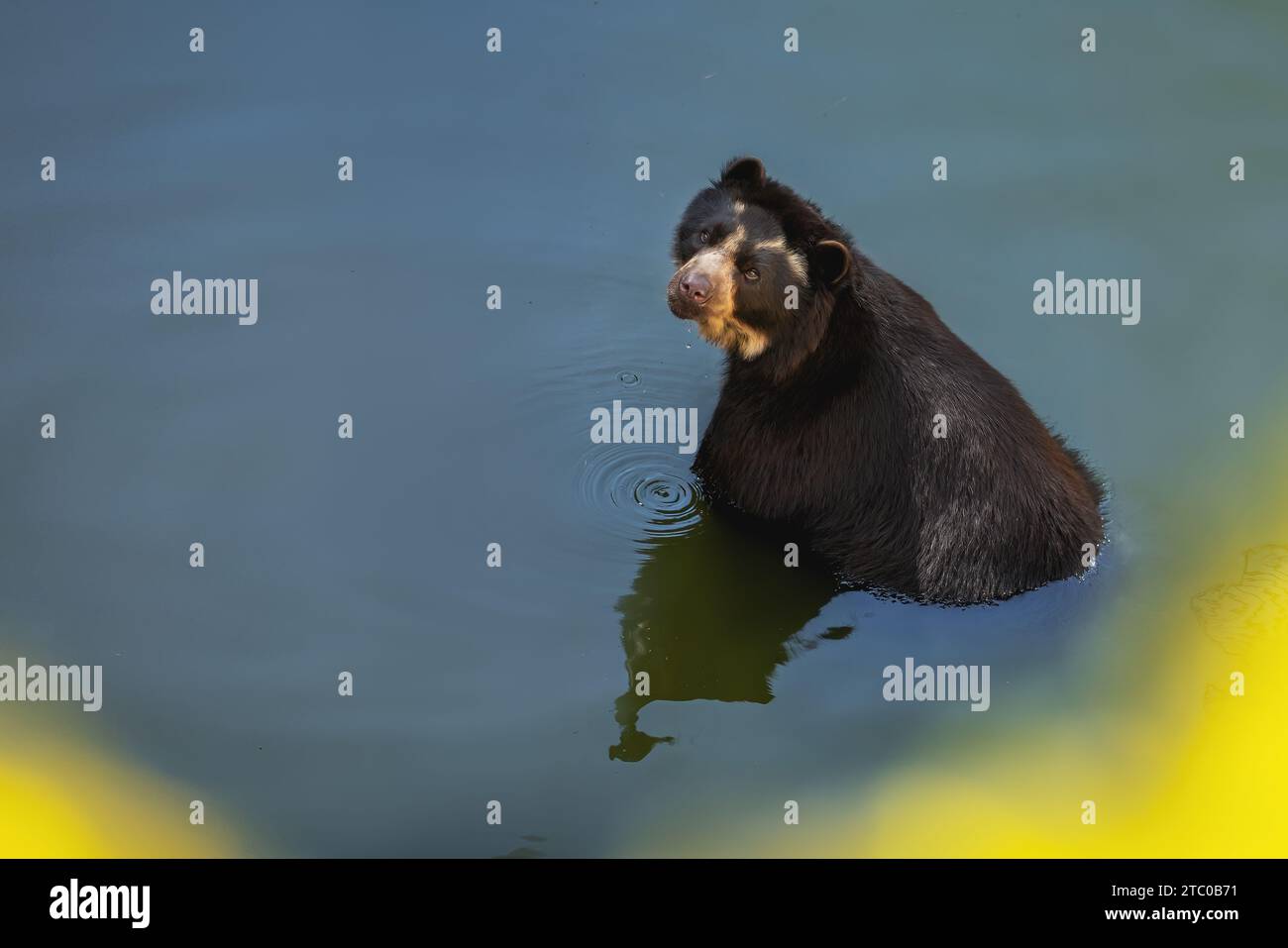 Orso Spectacled (Tremarctos ornatus) che fa il bagno sull'acqua - Orso sudamericano Foto Stock