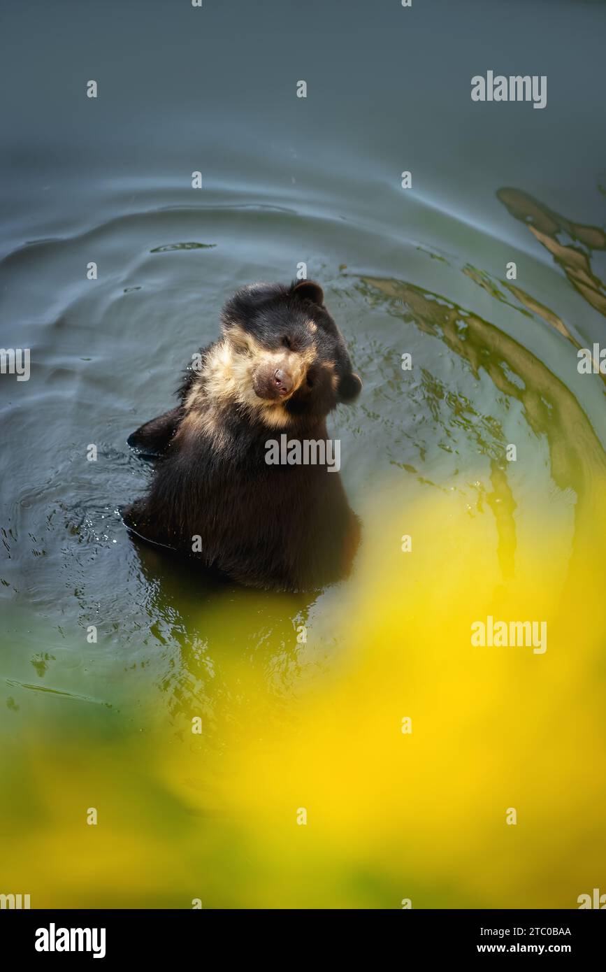 Orso Spectacled (Tremarctos ornatus) che fa il bagno sull'acqua - Orso sudamericano Foto Stock