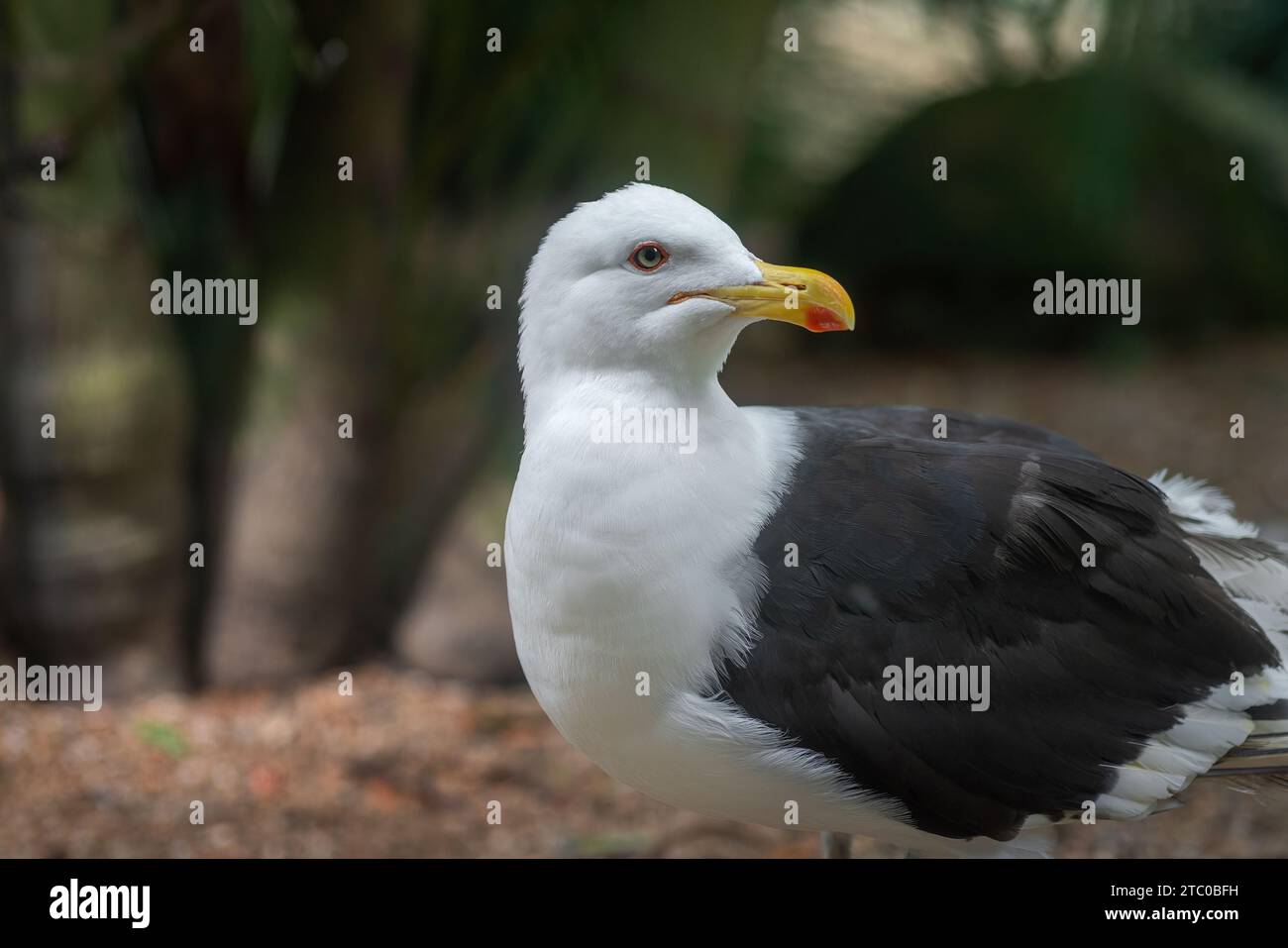 Kelp Gull (Larus dominicanus) - gabbiano Foto Stock