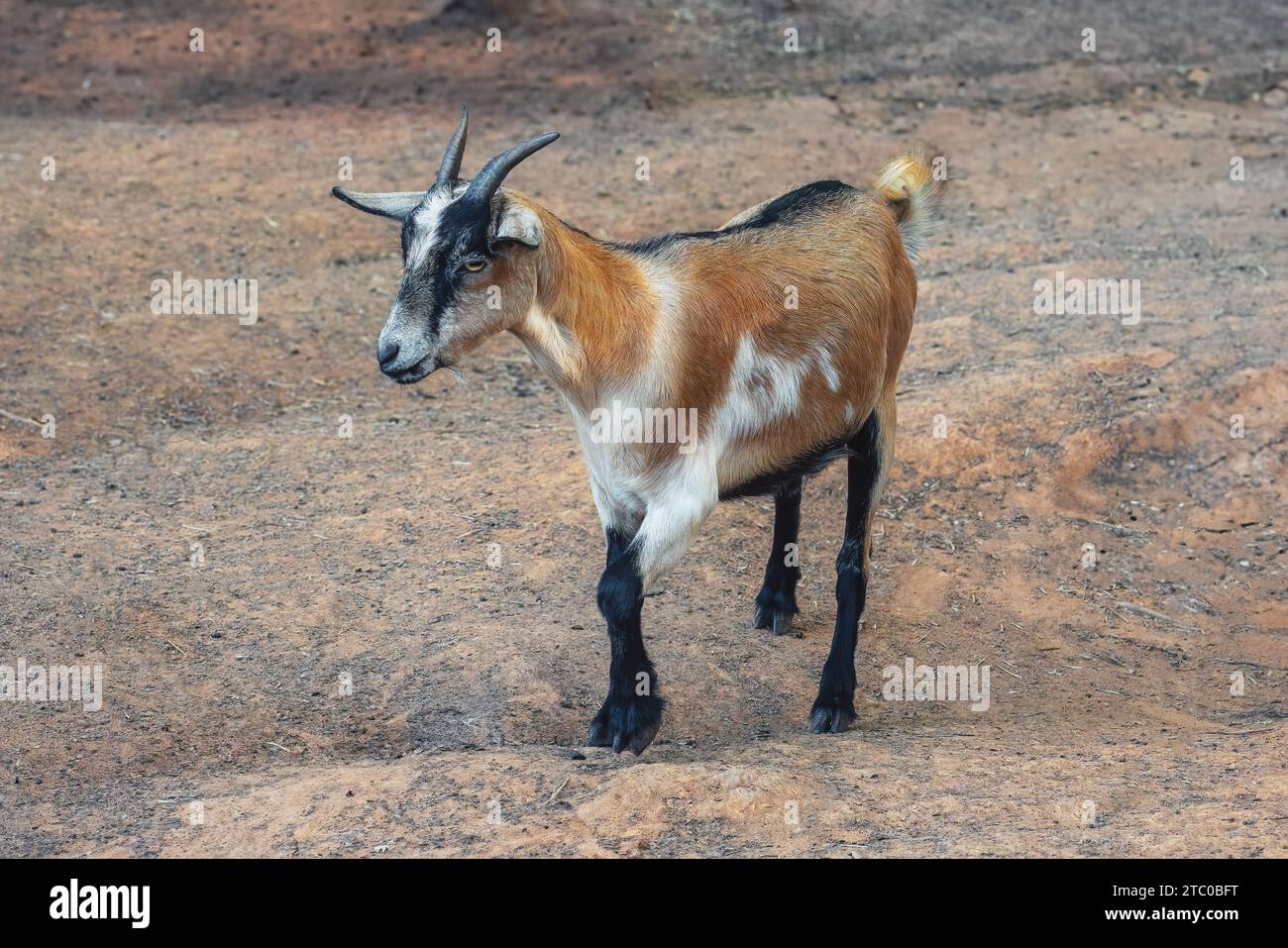 Capra domestica con corna (Capra hircus) Foto Stock