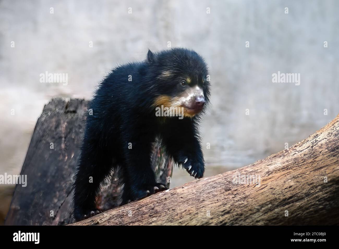 Baby Spectacled Bear (Tremarctos ornatus) - Orso sudamericano Foto Stock