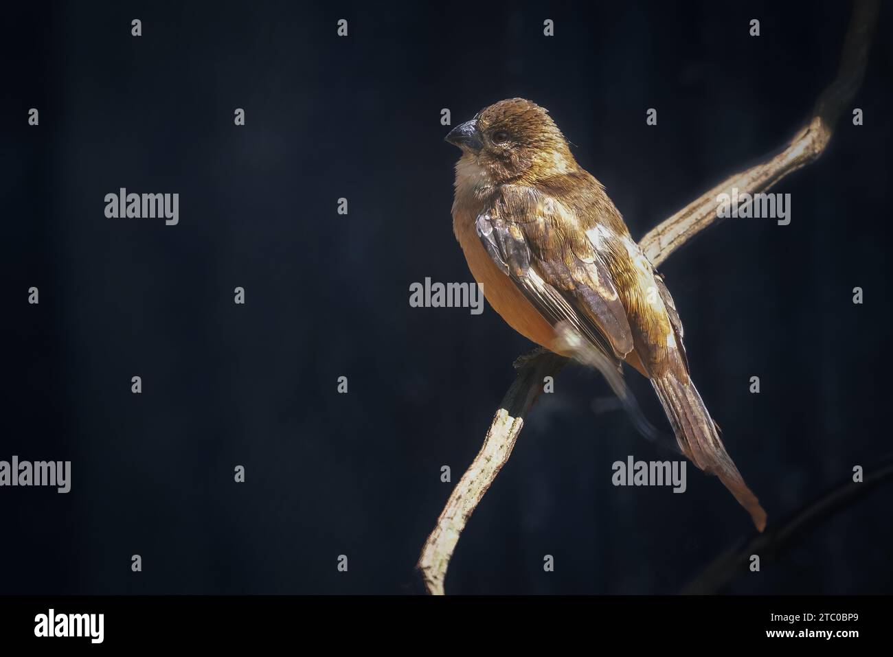 Uccello Grosbeak ultramarino femminile (Cyanoloxia brissonii) Foto Stock
