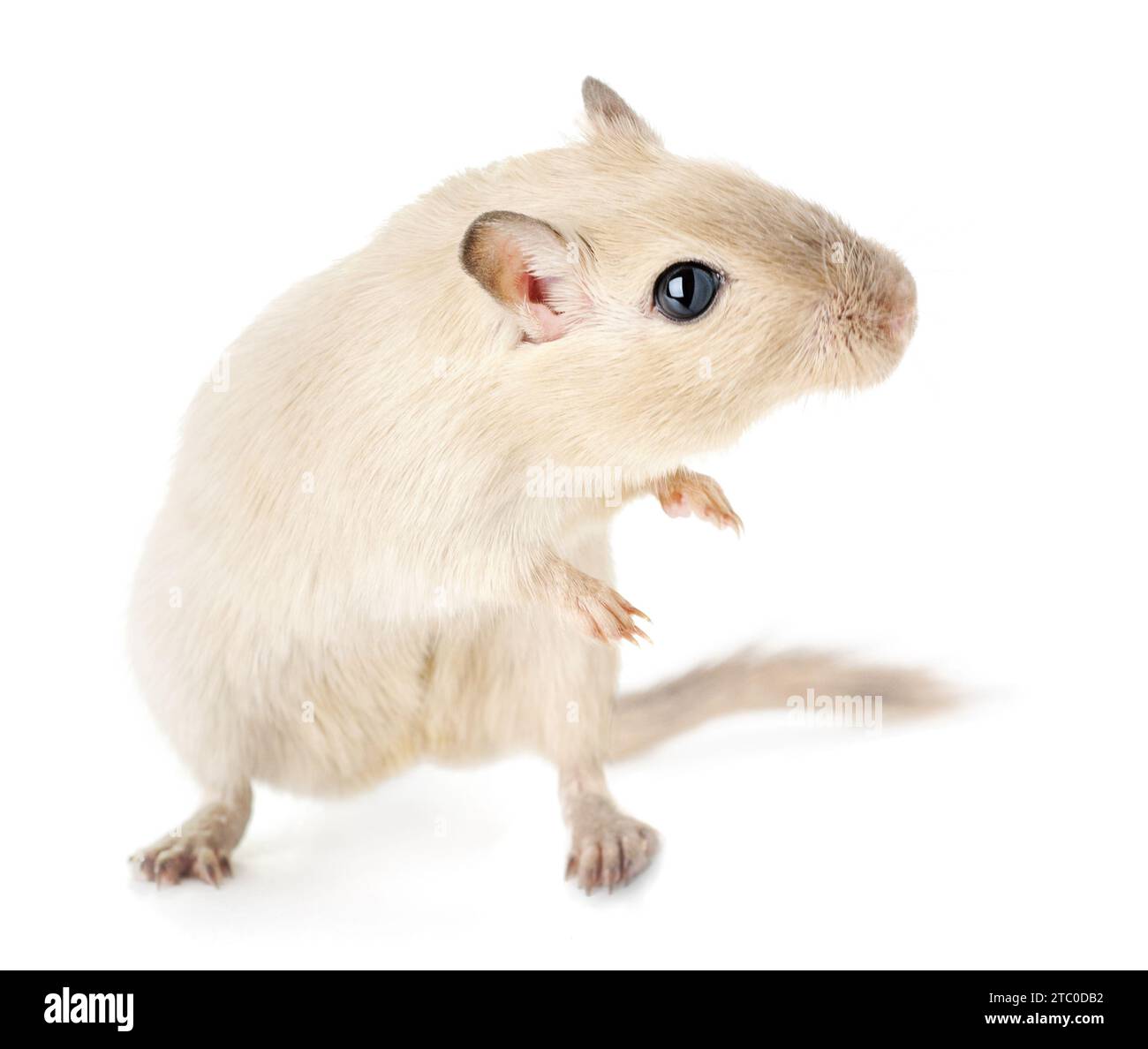 Gerbil animale domestico attento e curioso in una posa divertente e dinamica in piedi sulle sue gambe posteriori isolate su sfondo bianco Foto Stock