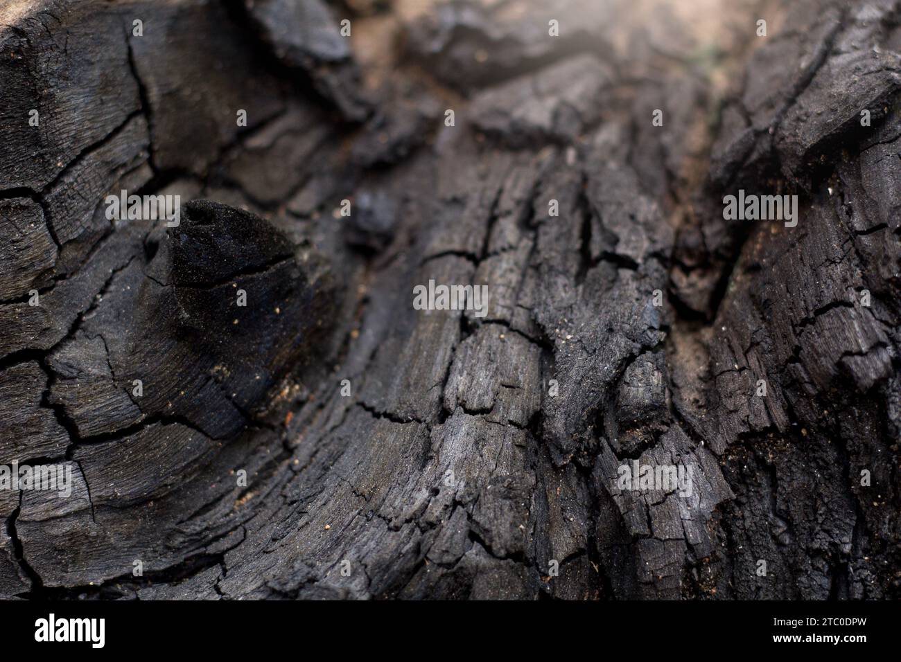 carbone arboreo in fiamme, struttura a carbone, concetto di incendio boschivo. messa a fuoco selettiva. Foto Stock