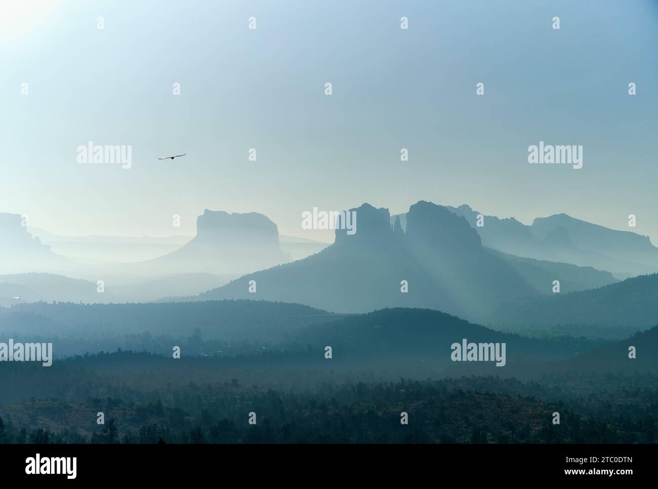 Un maestoso uccello vola attraverso il cielo sopra Cathedral Rock, Arizona. Foto Stock