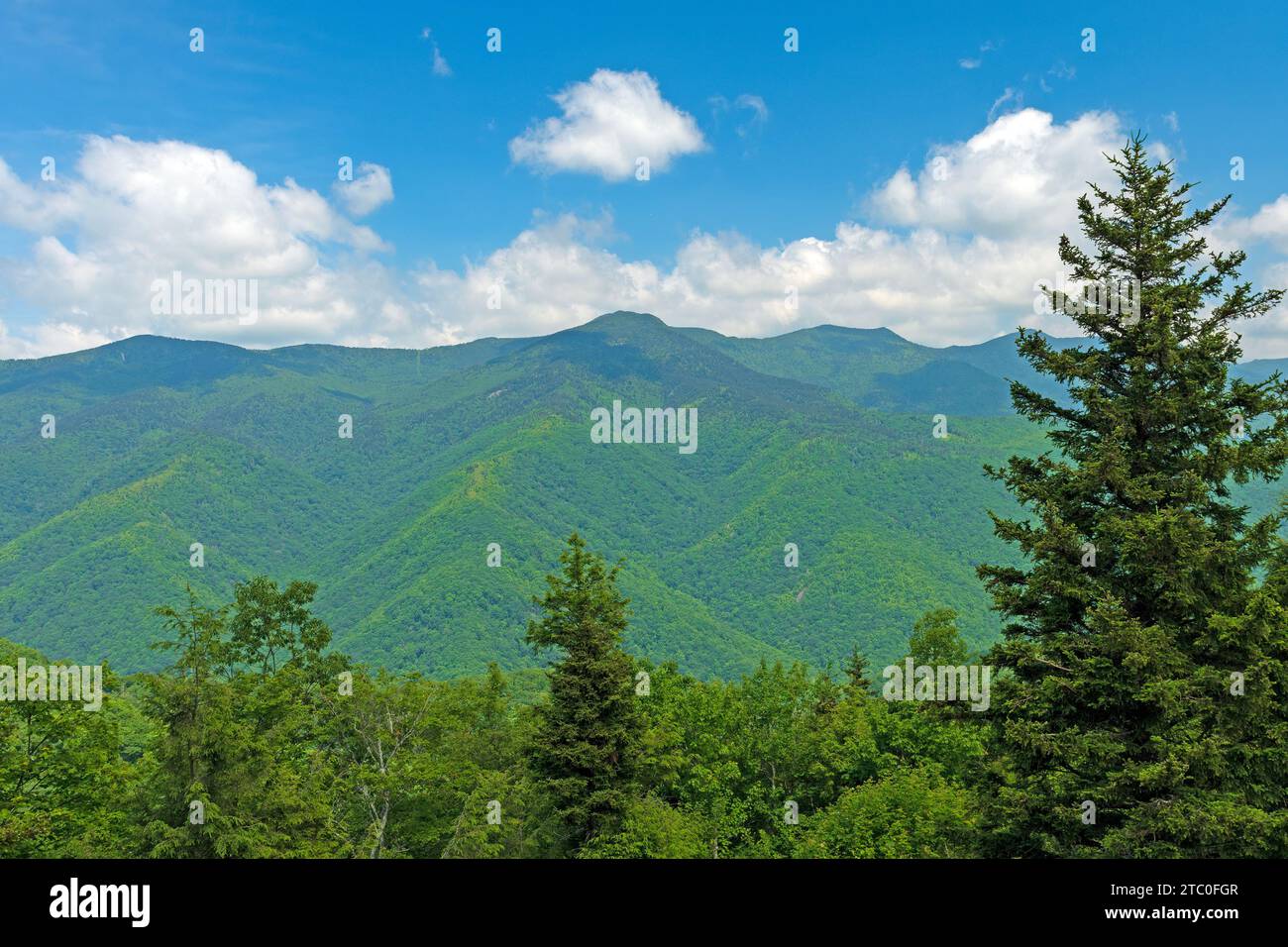 Vista panoramica e verdeggiante di Mount Mitchell sulla Blue Ridge Parkway nel North Carolina Foto Stock