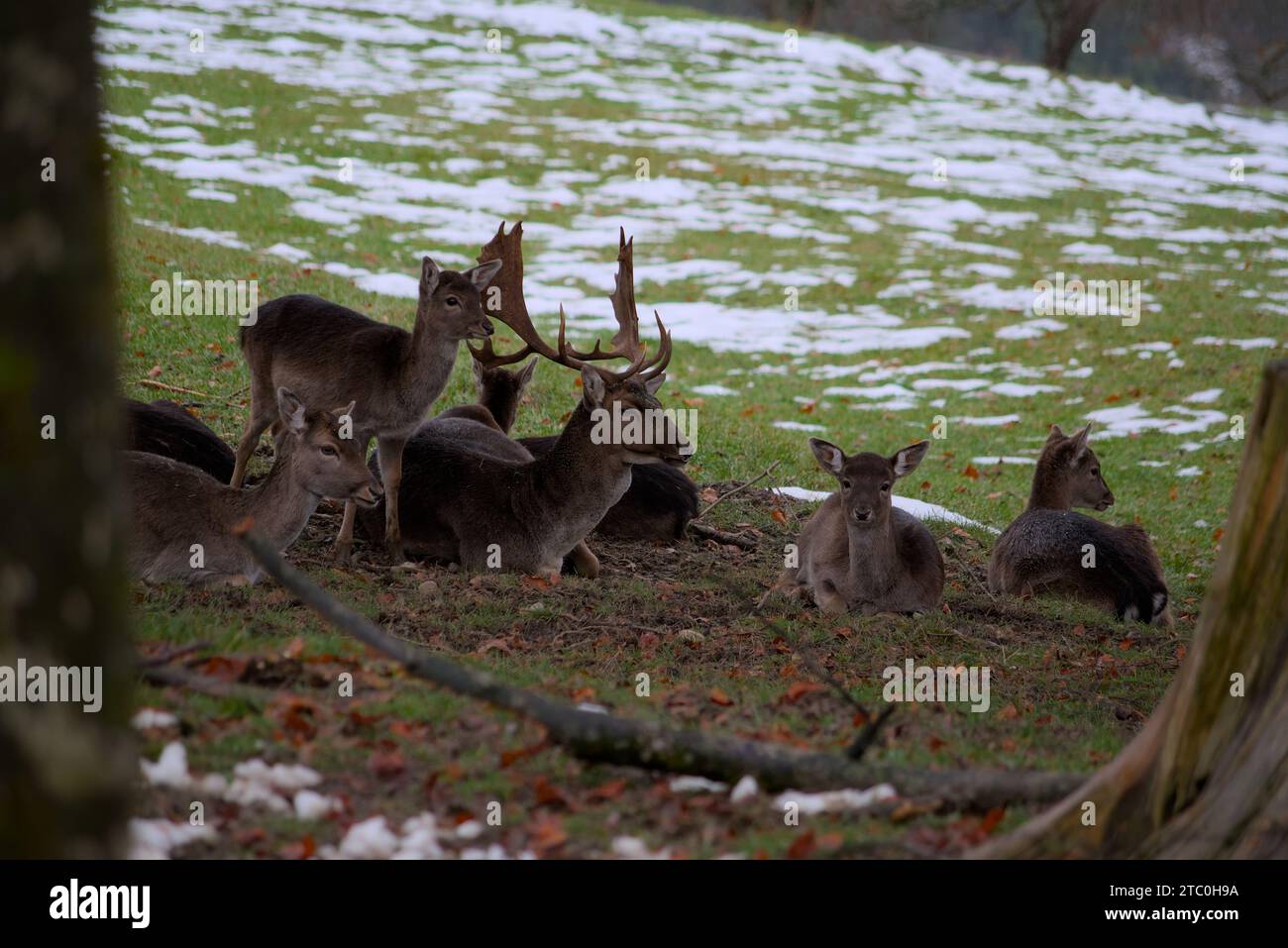 Cervi a riposo in habitat naturale. I cervi a riposo in inverno. Foto Stock