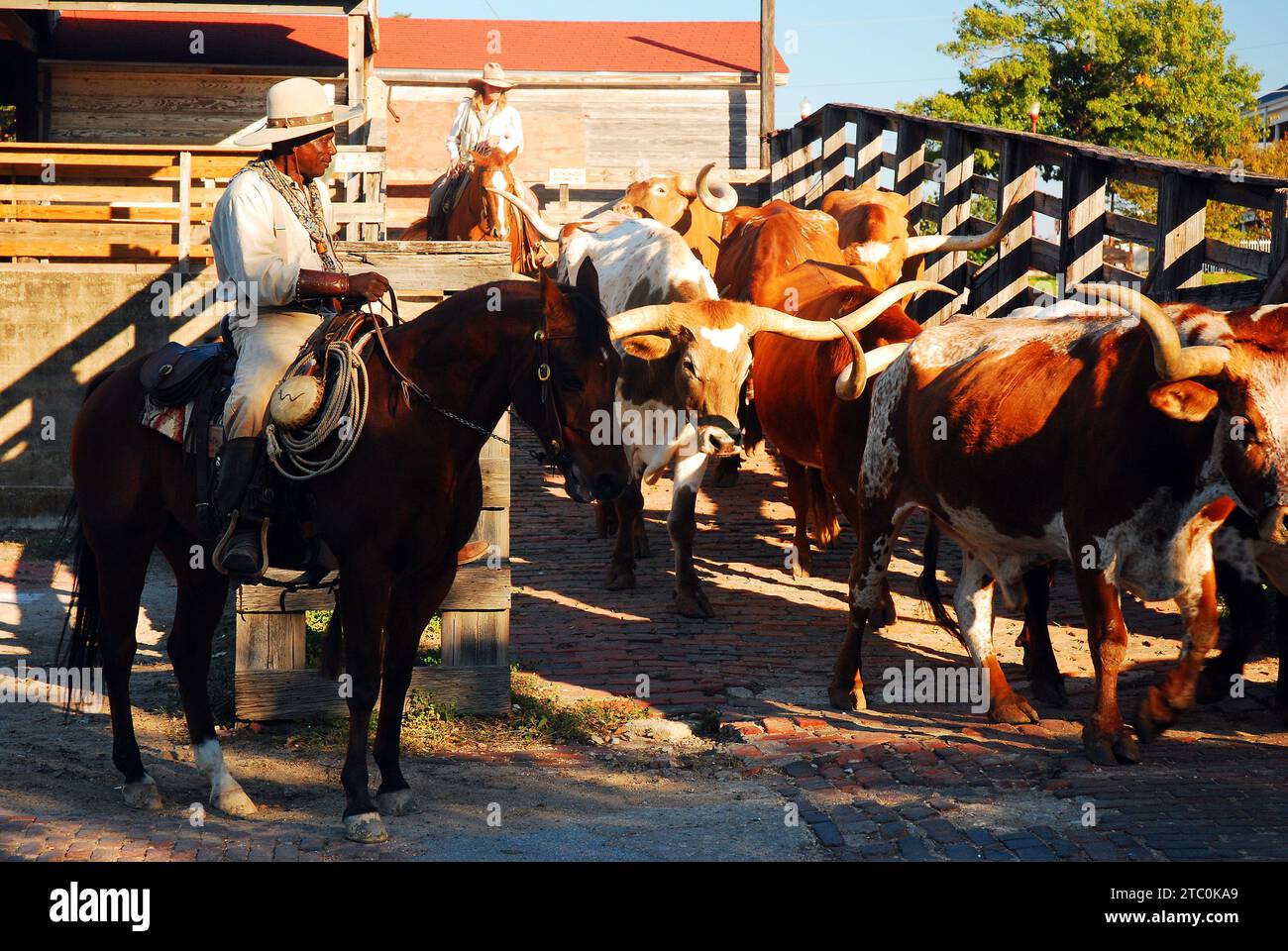 Un cowboy e una cowgirl guidano tori e mucche Longhorn dalle loro penne in un ranch Foto Stock