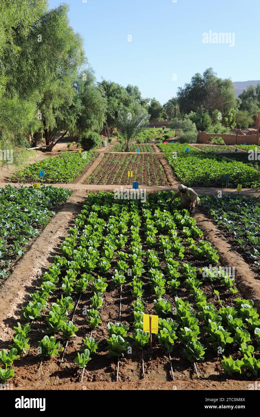 Verdure che crescono sull'Heritage Oasis Trail di al Ula in Arabia Saudita Foto Stock