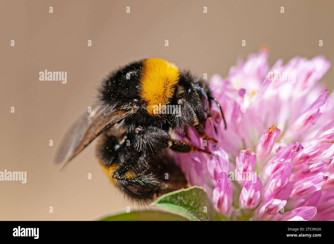 Bumble Bee (Bombus pascuorum) che si nutrono di un trifoglio rosa Foto Stock