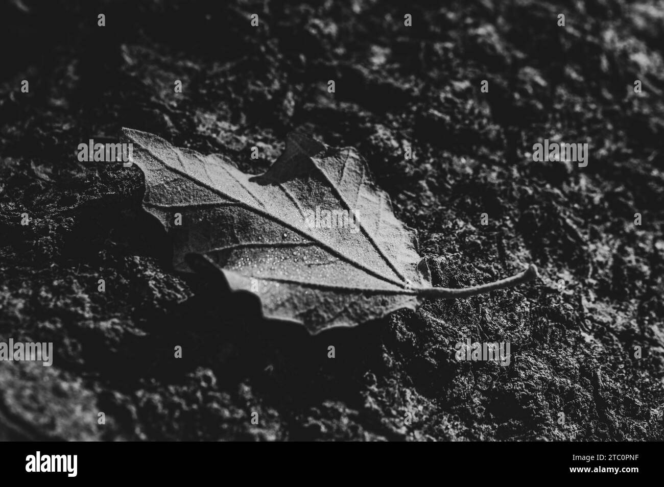 Dettaglio bianco e nero di una foglia asciutta su un tronco Foto Stock