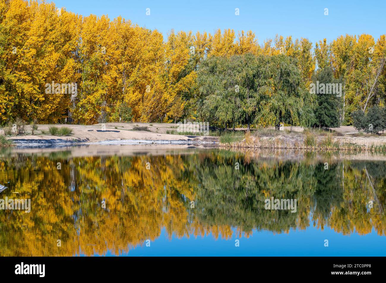 Alberi autunnali e loro riflessi in un lago in una mattinata soleggiata in Andalusia (Spagna) Foto Stock