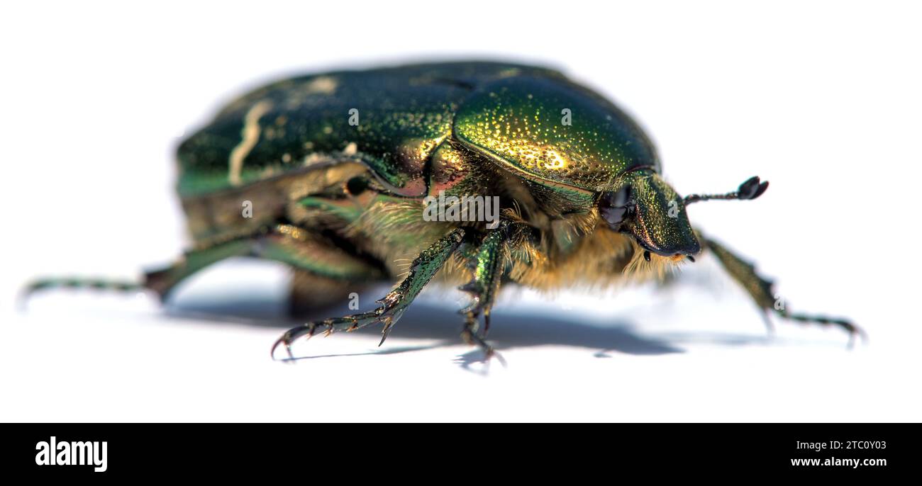 Green Rose Chafer, in latino Cetonia Aurata, isolato su sfondo bianco Foto Stock