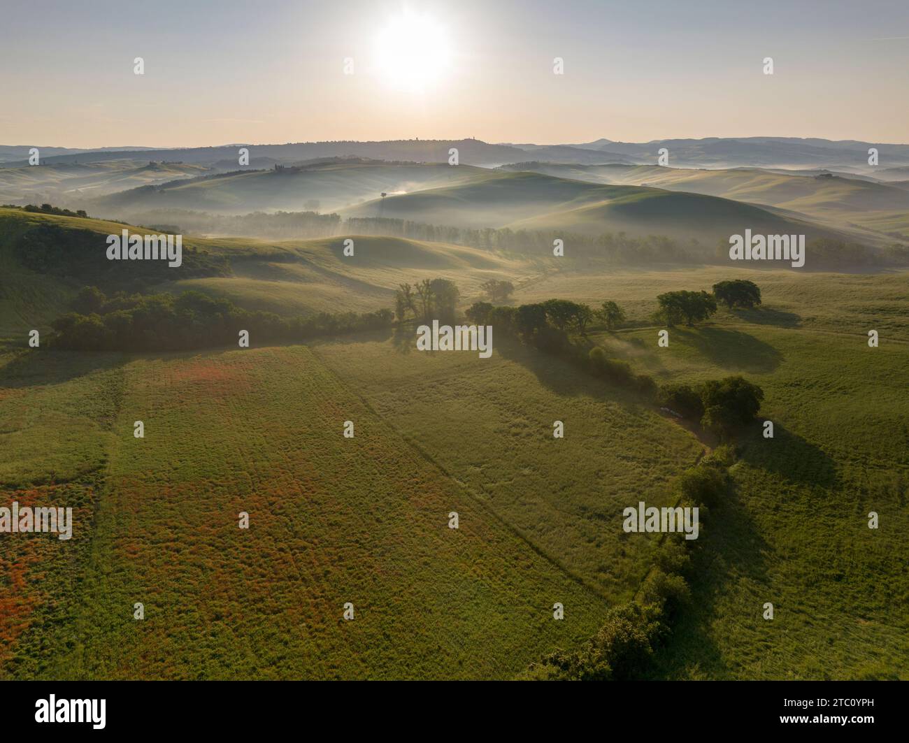 Papaveri nei campi della Val d'Orcia, Toscana, Italia poco dopo l'alba. Foto Stock