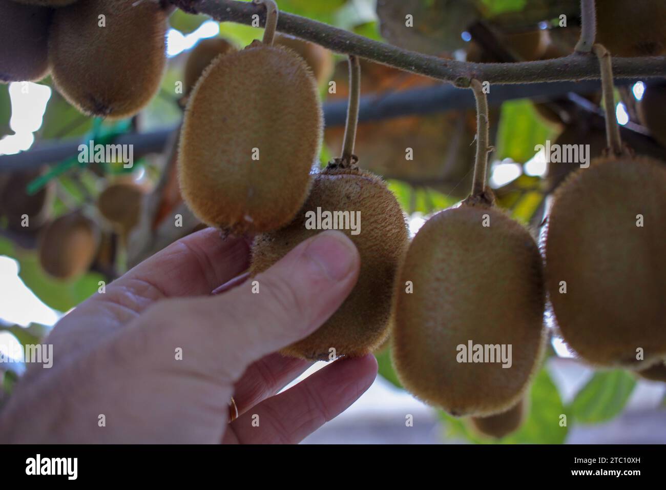 una mano umana che raccoglie kiwi in un albero kiwi Foto Stock