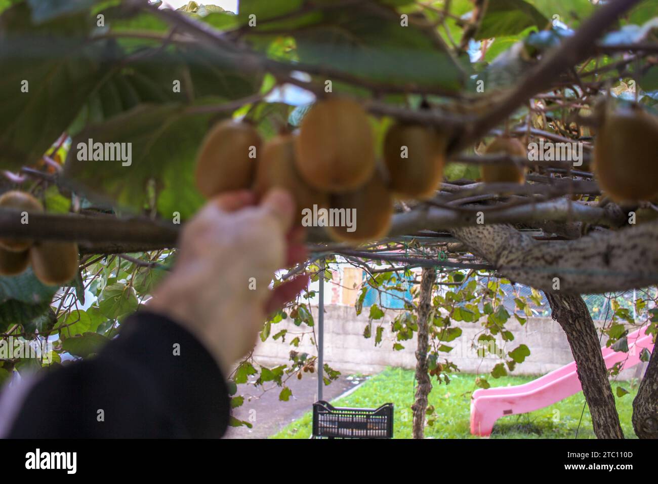 raccogliere kiwi sani e biologici nel mio giardino nei mesi autunnali Foto Stock