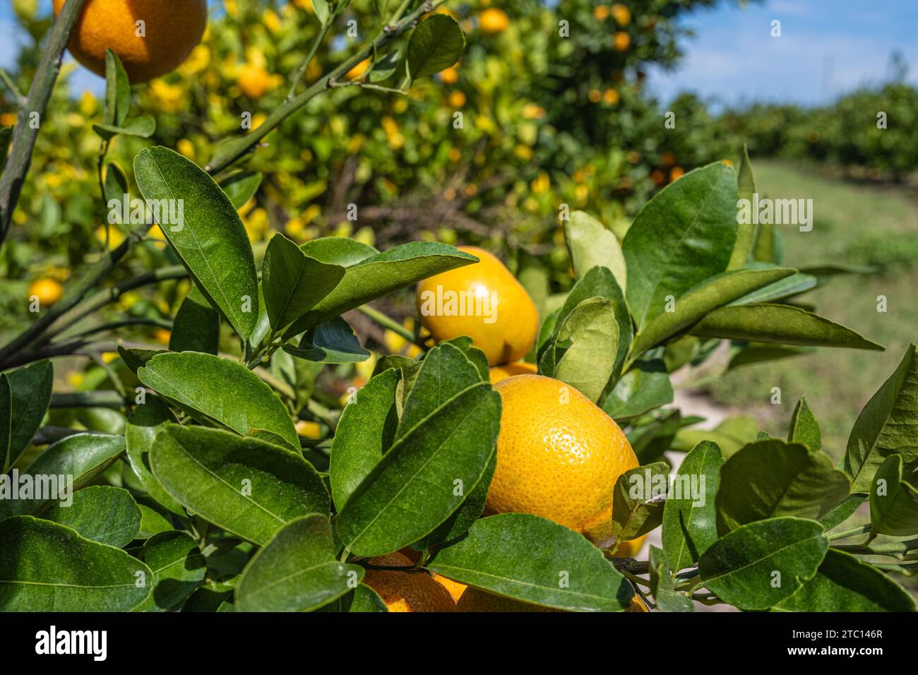 Arance mature della Florida pronte per la raccolta in un agrumeto a Groveland, Florida. (USA) Foto Stock