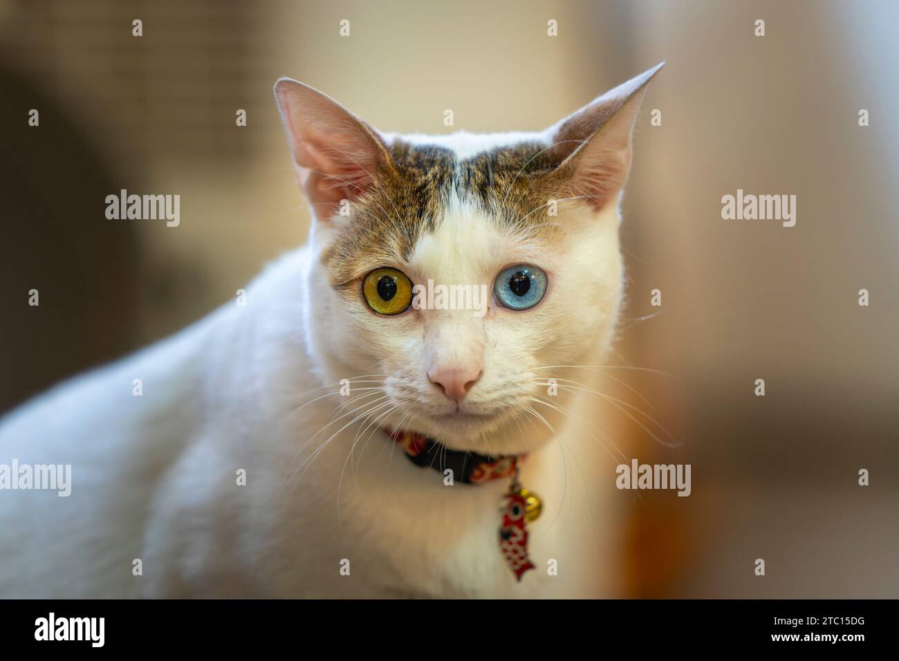 Bel gatto con occhi blu e marroni Foto Stock