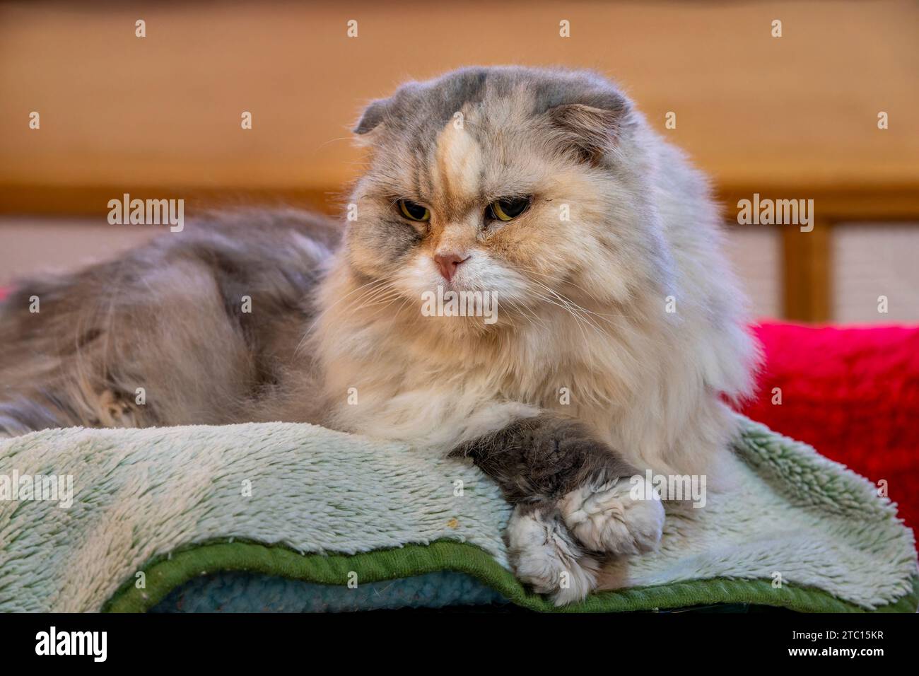 Vecchio gatto curioso seduto in un cesto Foto Stock