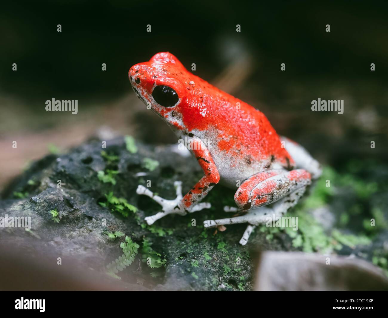 Più piccole sono le dimensioni, più pericoloso Foto Stock