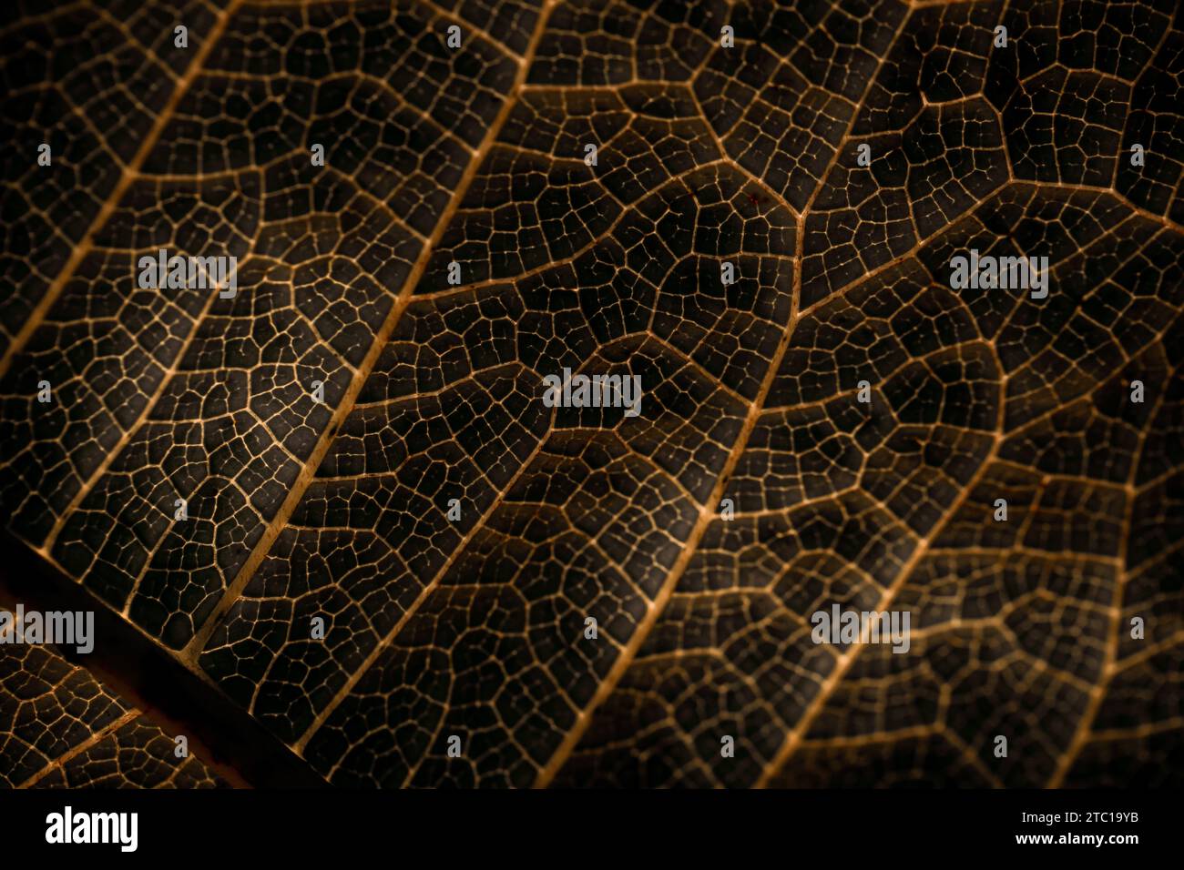 Foto ravvicinata della venetione delle foglie che crea un interessante motivo artistico Foto Stock