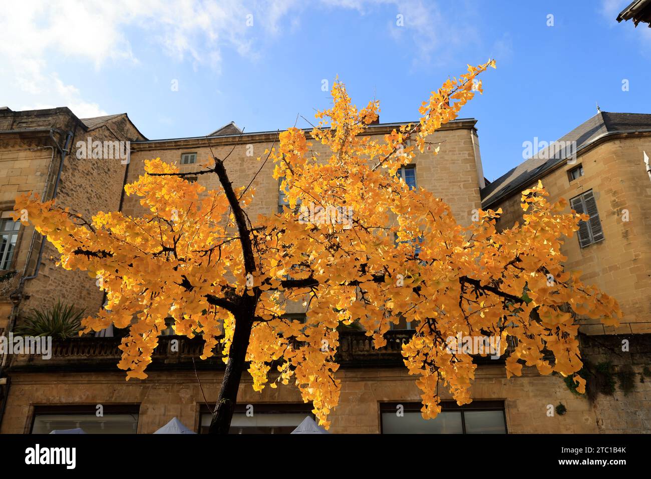 Un albero di Ginkgo biloba con il suo colore autunnale nella strada principale di Sarlat, capitale del Périgord Noir. Il Ginkgo biloba è una specie di albero che può vivere un Foto Stock