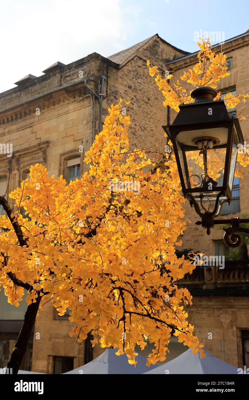 Un albero di Ginkgo biloba con il suo colore autunnale nella strada principale di Sarlat, capitale del Périgord Noir. Il Ginkgo biloba è una specie di albero che può vivere un Foto Stock