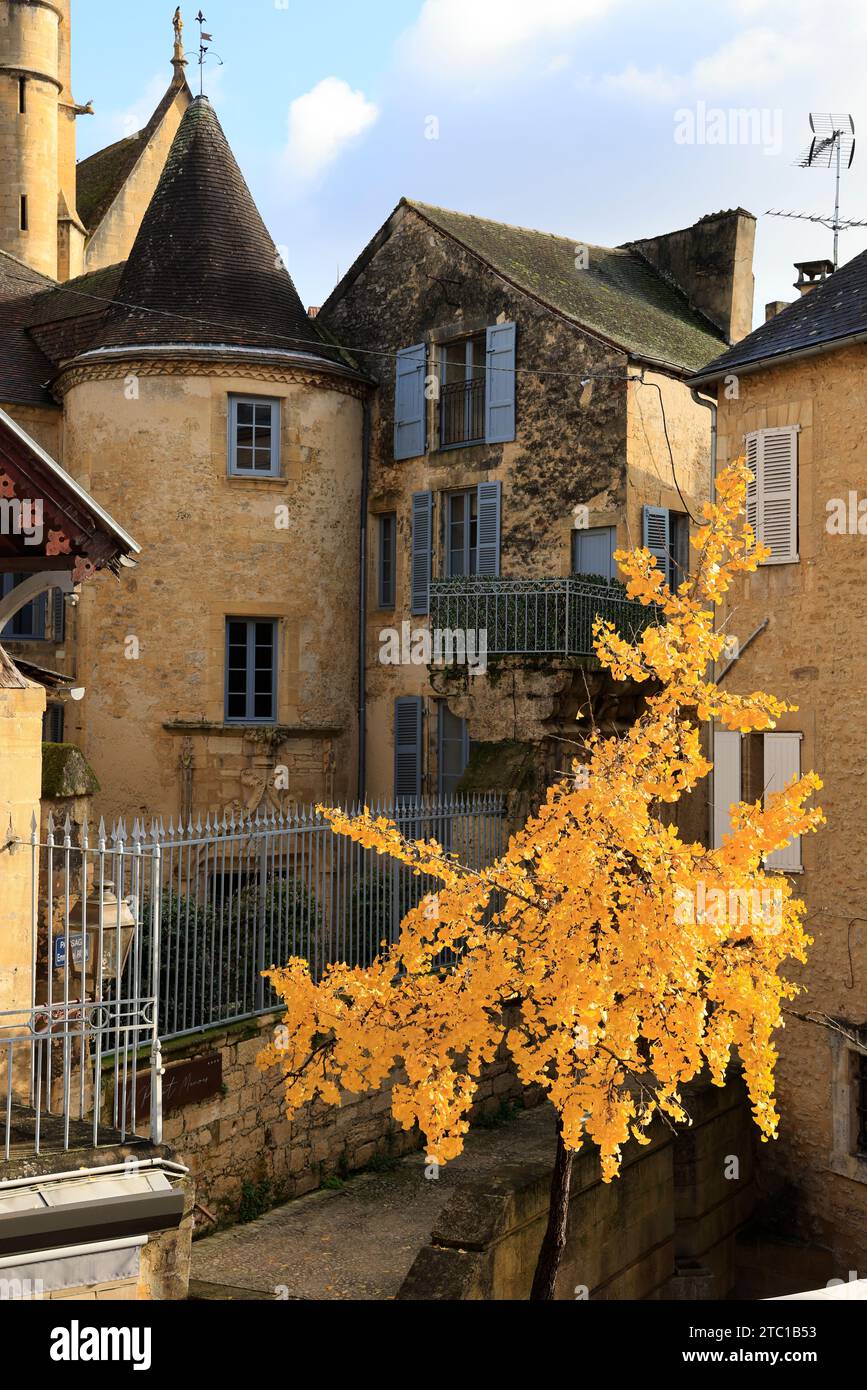 Un albero di Ginkgo biloba con il suo colore autunnale nella strada principale di Sarlat, capitale del Périgord Noir. Il Ginkgo biloba è una specie di albero che può vivere un Foto Stock