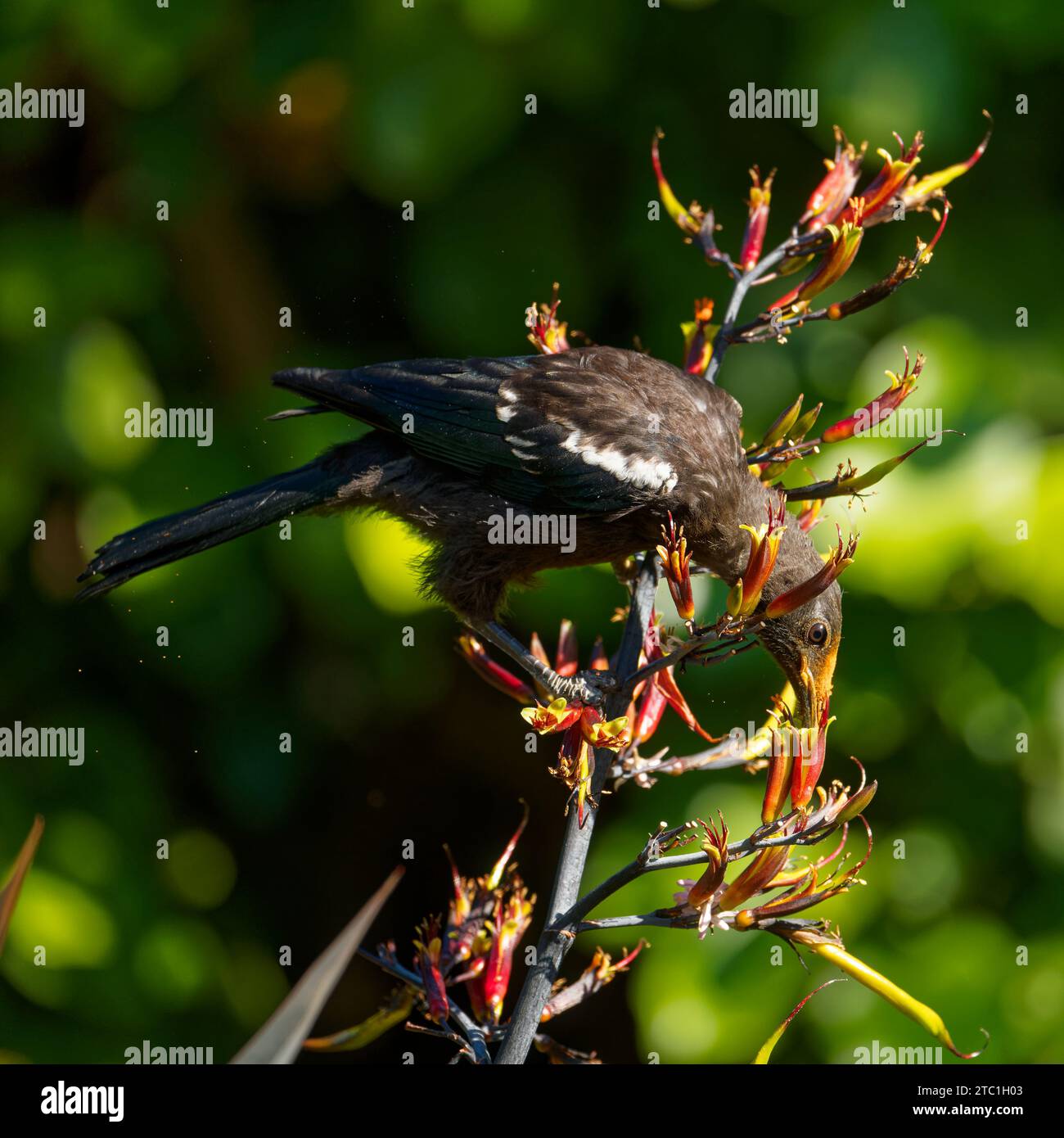 Un piccolo Tui (gape gialla), un uccello passerino endemico della nuova Zelanda, che si nutre di nettare di piante di lino. Il fiore fiorisce depositando il polline d'arancia sulla testa. Foto Stock