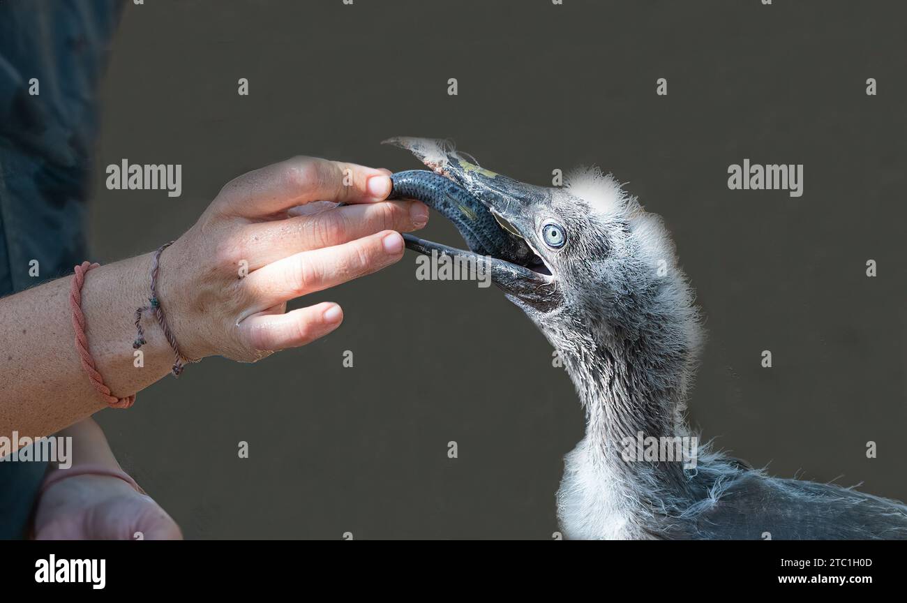 Un Ranger che dà da mangiare a un Booby dai piedi rossi salvato (Sula sula rubripes) con un pilchard, il centro di riabilitazione del Parco Nazionale, Christmas Island, Australia Foto Stock