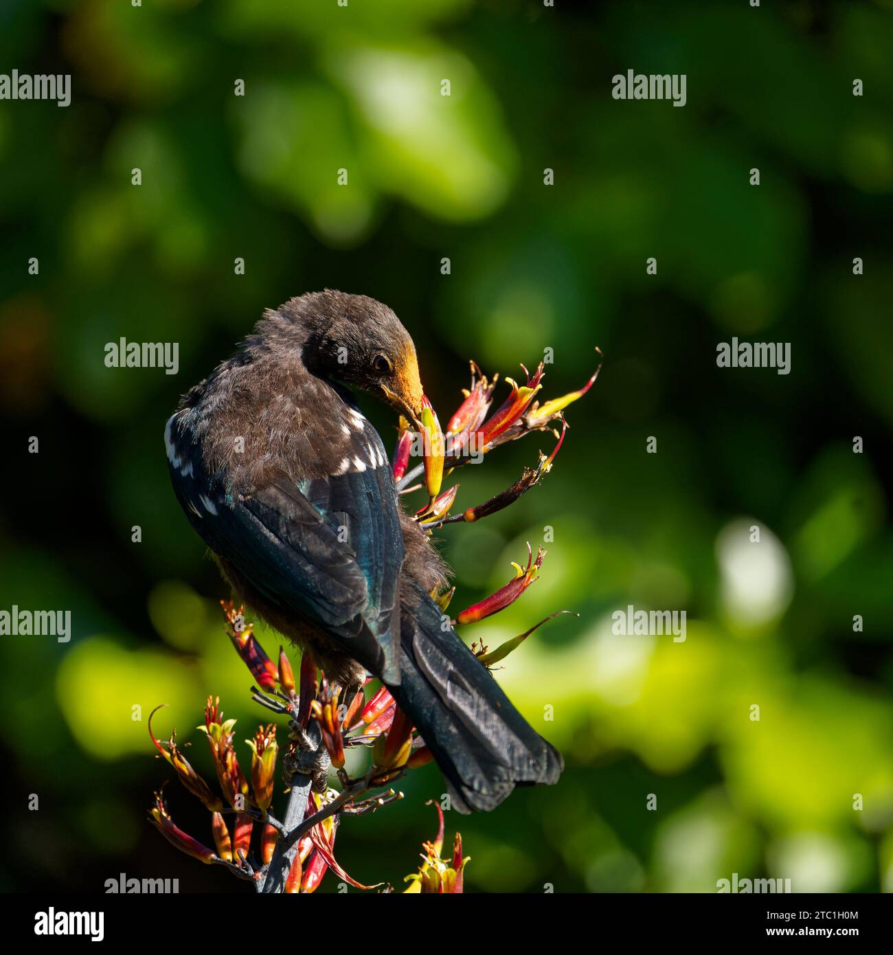 Un piccolo Tui (gape gialla), un uccello passerino endemico della nuova Zelanda, che si nutre di nettare di piante di lino. Il fiore fiorisce depositando il polline d'arancia sulla testa. Foto Stock