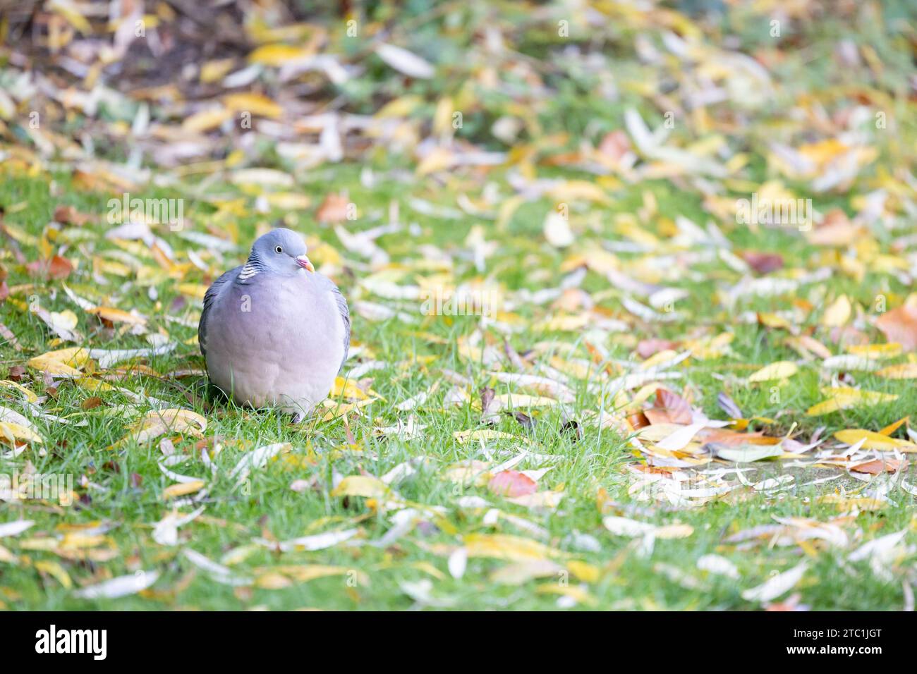 Woodpigeon (Columba palumbus) sedeva sul prato del giardino, circondato da foglie di salice cadute in autunno. Yorkshire, Regno Unito Foto Stock