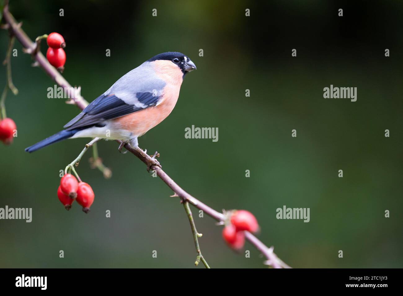 Maschio Bullfinch (pyrrrhula pyrrrhula) arroccato su un fianchi rosa, con sfondo verde scuro naturale - Yorkshire, Regno Unito in autunno Foto Stock