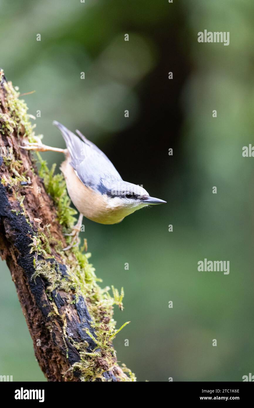 Posa classica e iconica Nuthatch (Sitta Europaea) su un ramo di legno - Yorkshire, Regno Unito in autunno Foto Stock