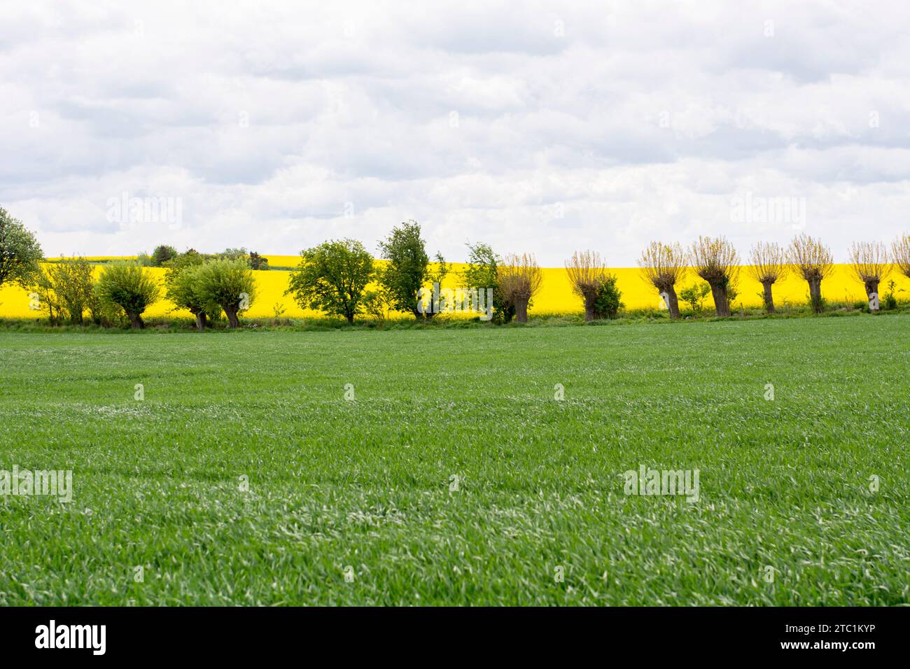 Splendido paesaggio sull'isola di Ven in Svezia in primavera, con campi fioriti e alberi, polli di salice Foto Stock