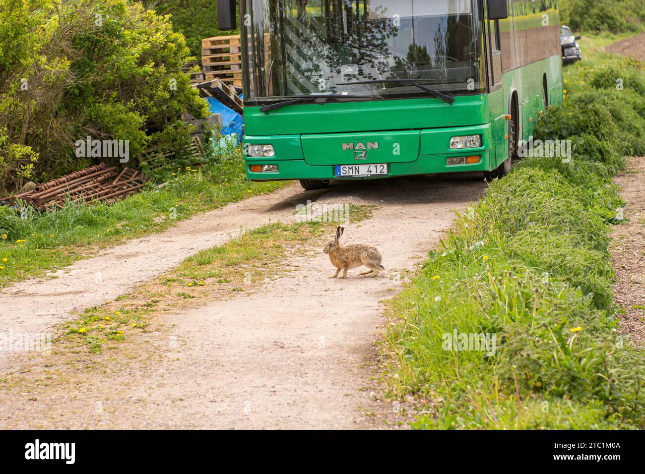 Lepre europea (Lepus europaeus) di fronte a un autobus sull'isola di Ven in Svezia Foto Stock
