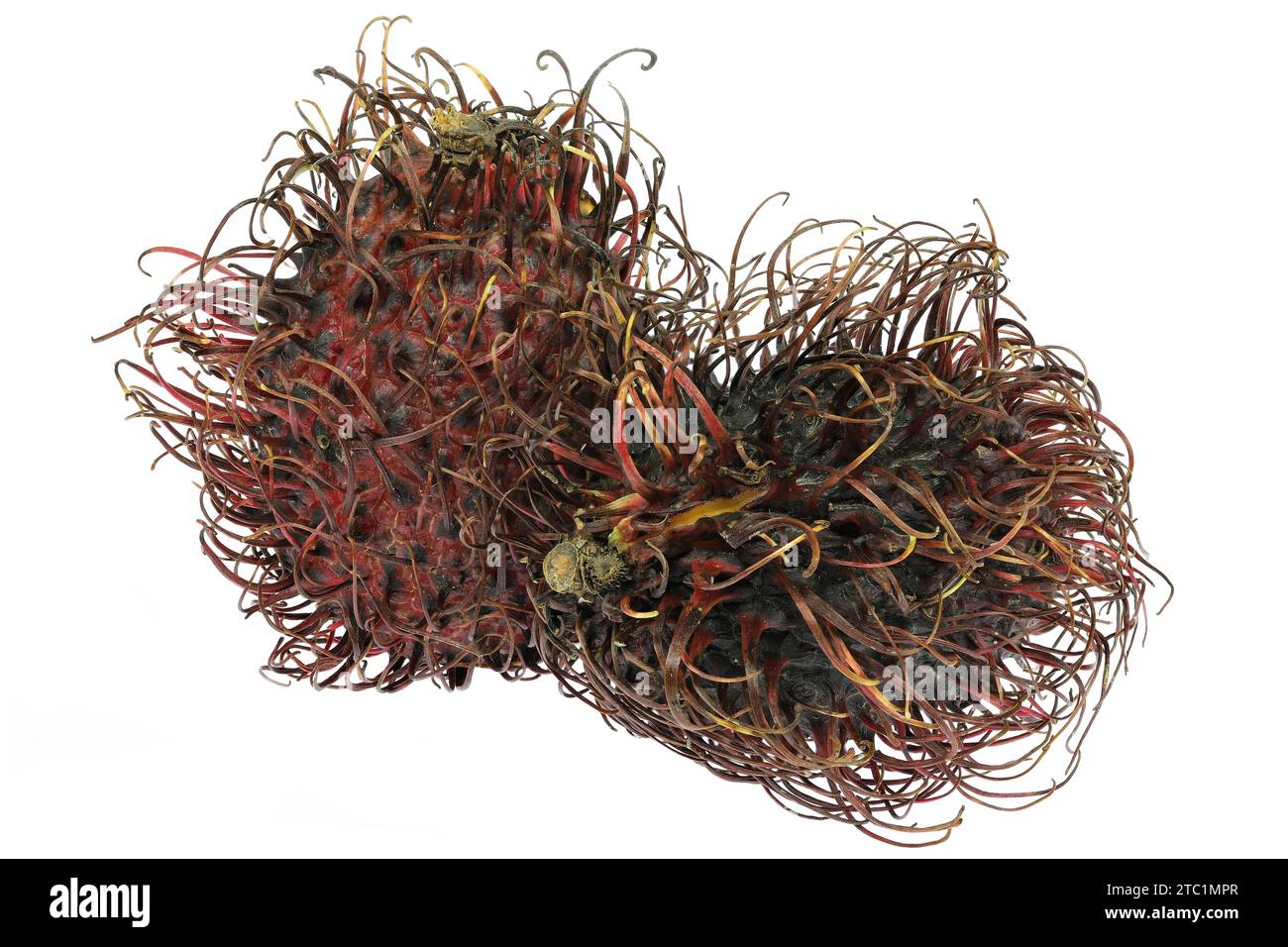 frutto di rambutan isolato su sfondo bianco Foto Stock