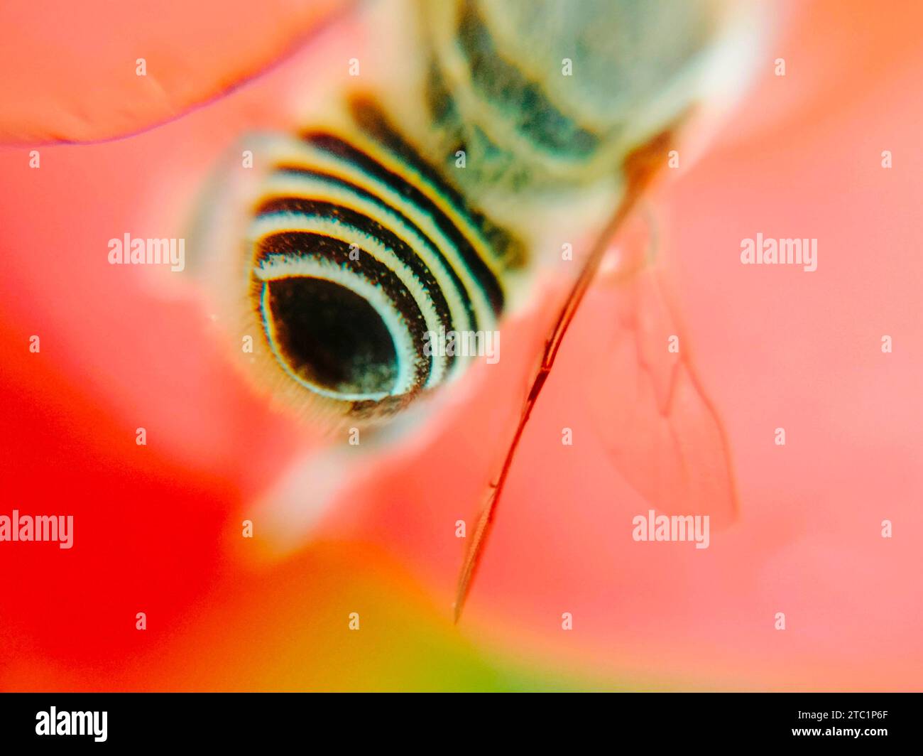 Ripresa ravvicinata su motivi a strisce nell'addome delle api mellifere, seduto in foglie e fiori Foto Stock