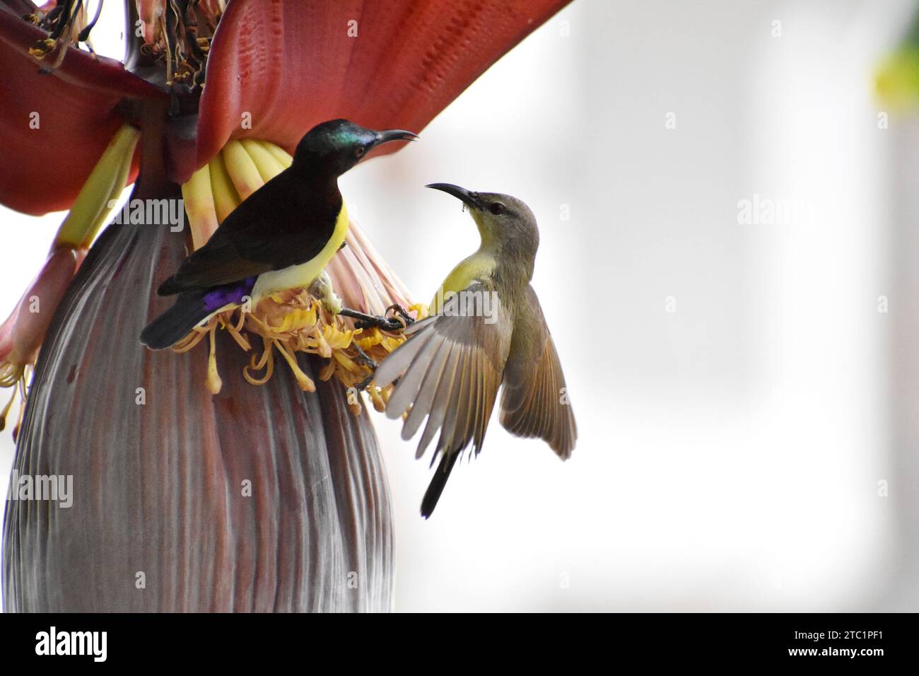 Primo piano dell'uccello del sole viola indiano (Cinnyris asiaticus) che impollina l'albero di banana. Foto Stock
